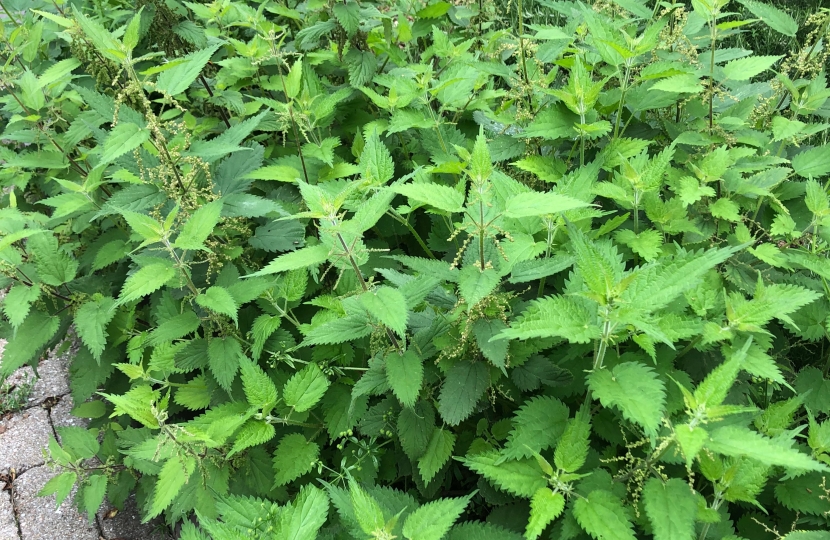 weeds Hove Town Hall